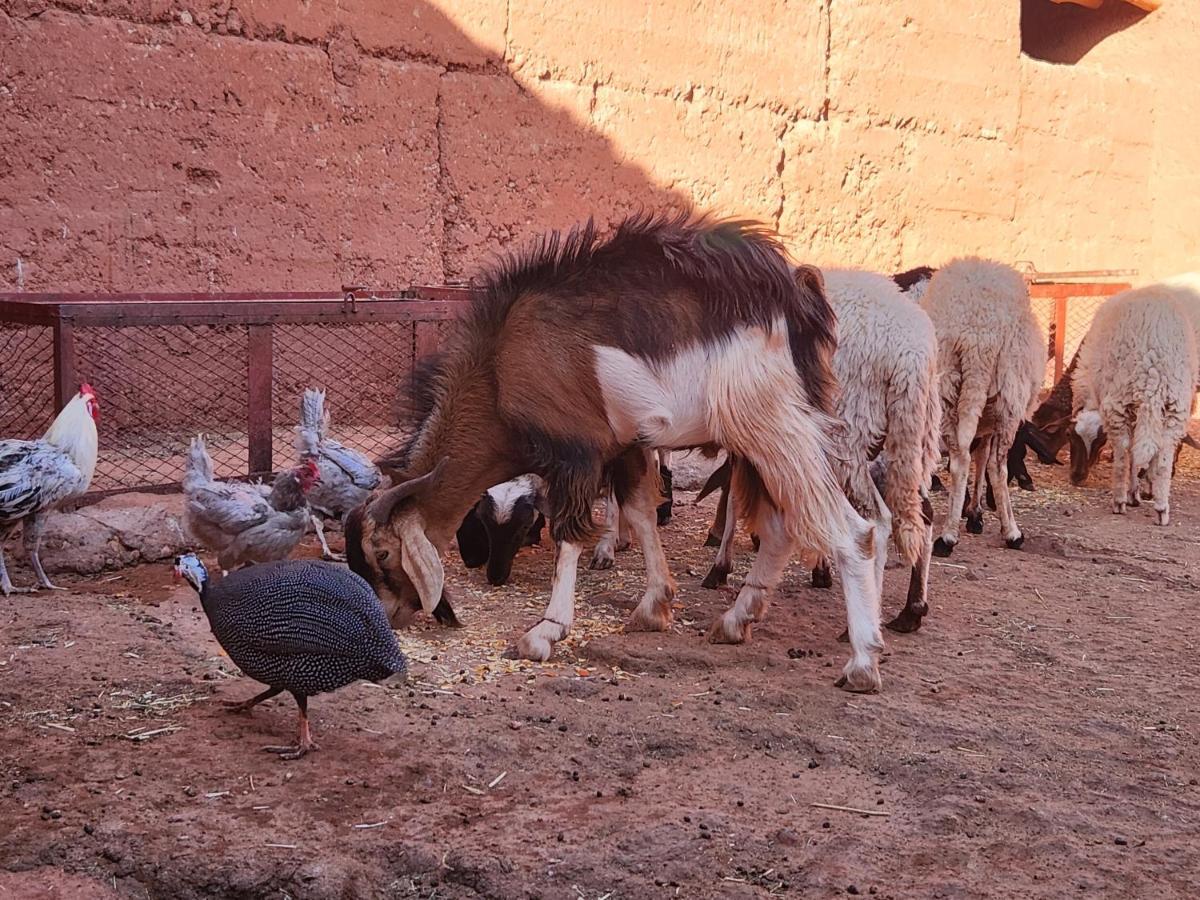 Paradise Of Silence Pensión Ait Benhaddou